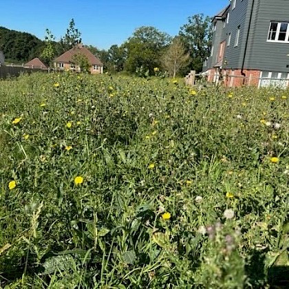 Before grass maintenance service - A wildflower meadow - you can see thick vegetation as well as weeds making this a challenging mow.
