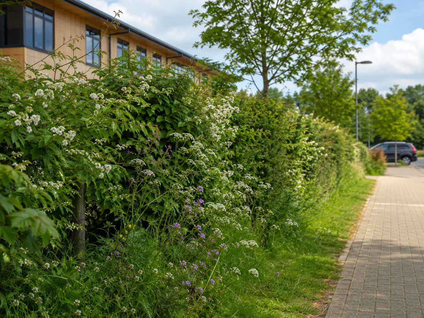 Hedge maintained as part of biodiversity and habitat management