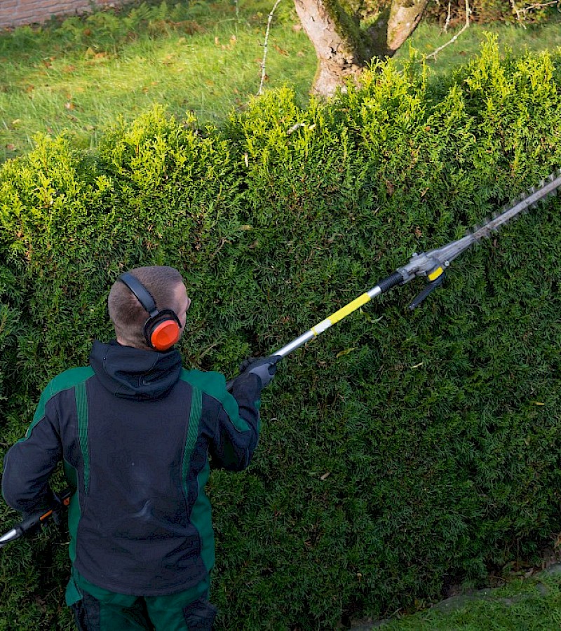 Hedge Maintenance & Cutting