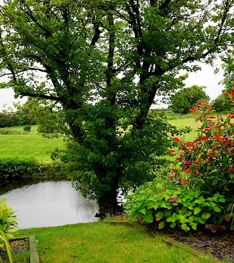Pond Clearance