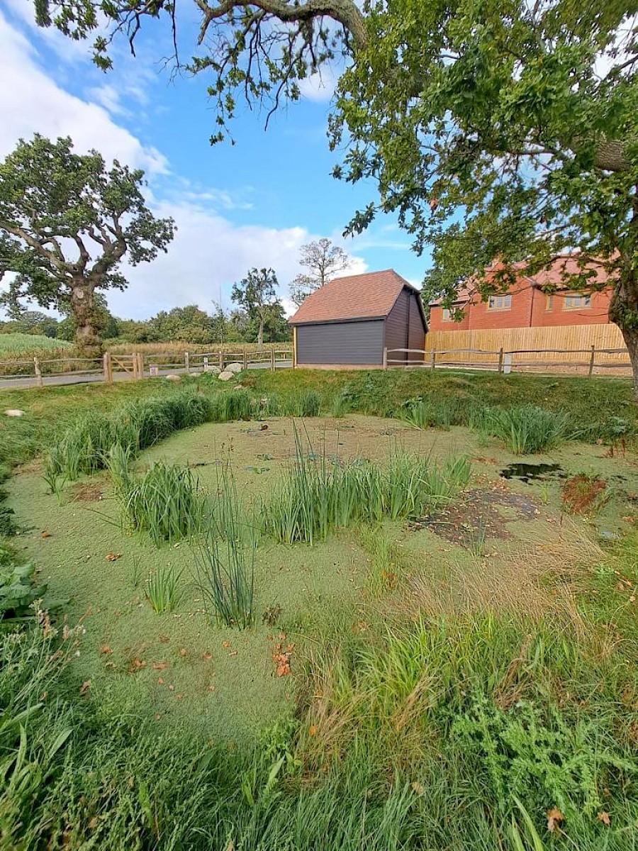 Pond before clearance