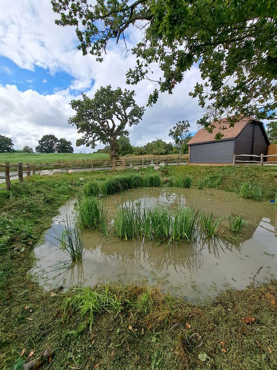 Pond after clearance of weeds