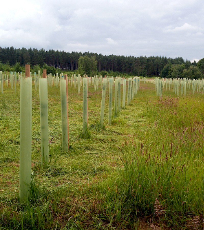 Young tree plantation