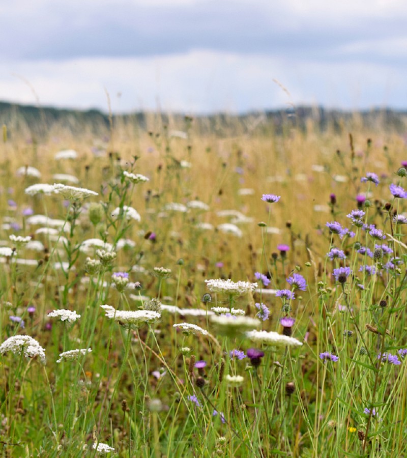 Wildflower meadow